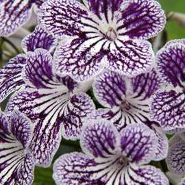 Streptocarpus Polka-Dot Purple