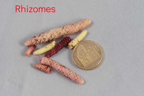 Titanotrichum oldhamii - Rhizomes