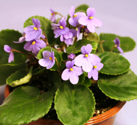 ionantha rupicola - Dibleys