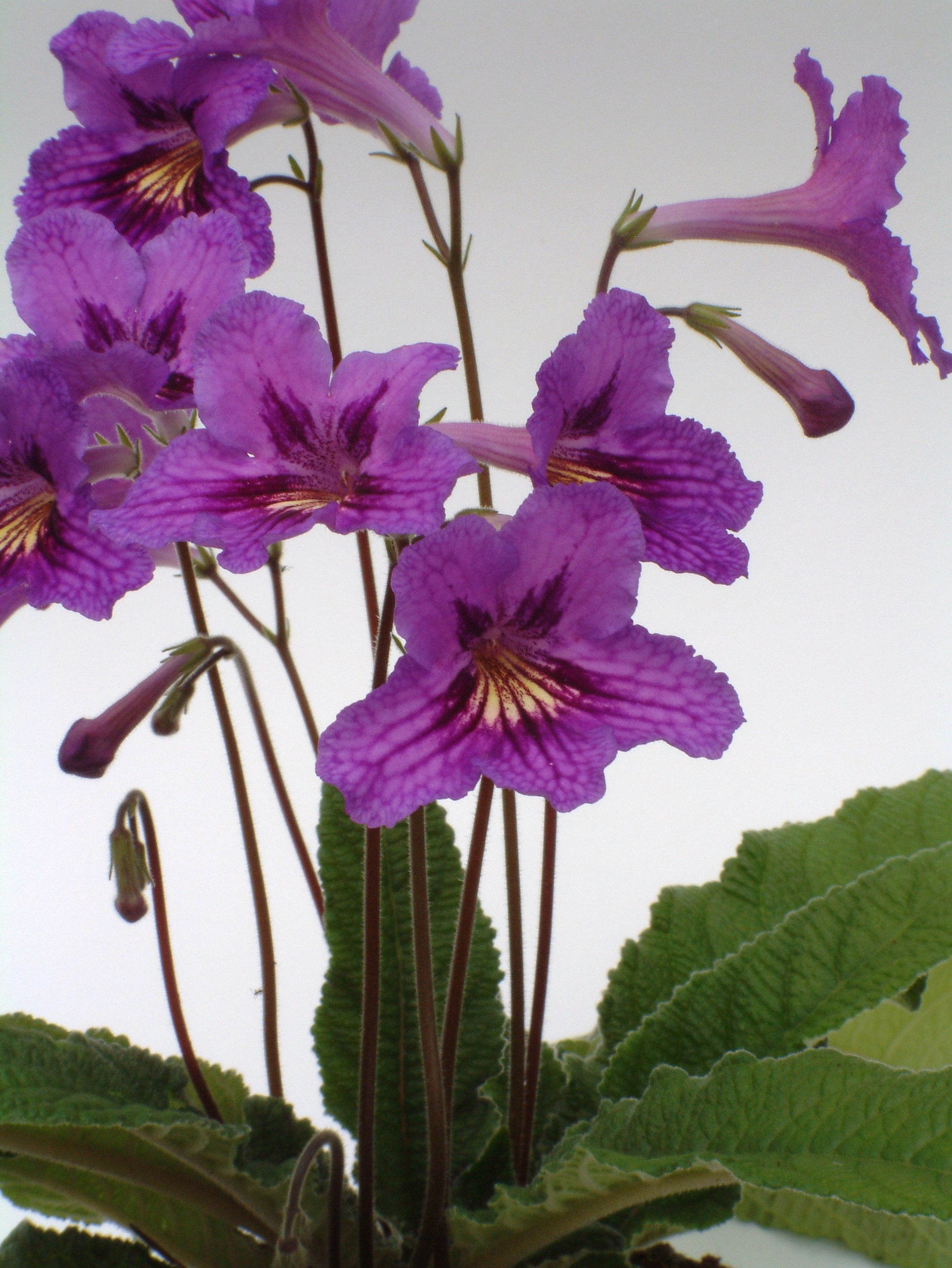 Dragon F1 Streptocarpus Seed - Dibleys