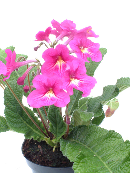 Dragon F1 Streptocarpus Seed - Dibleys