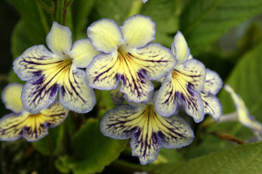 Streptocarpus Seren - Dibleys