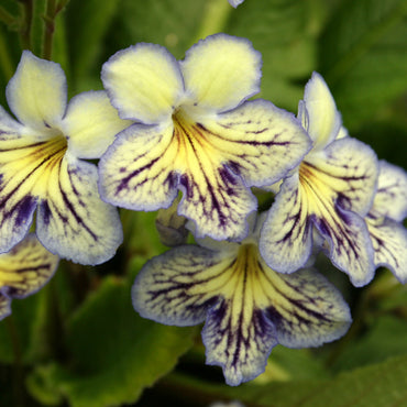 Streptocarpus Seren