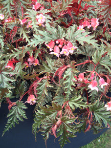 Begonia serratipetala - Dibleys