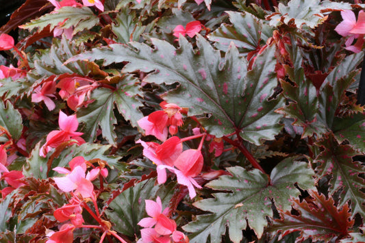 Begonia serratipetala - Dibleys