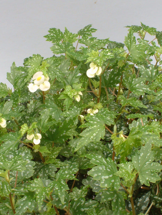 Begonia shepherdii - Dibleys