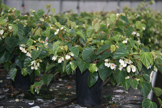 Begonia solananthera - Dibleys