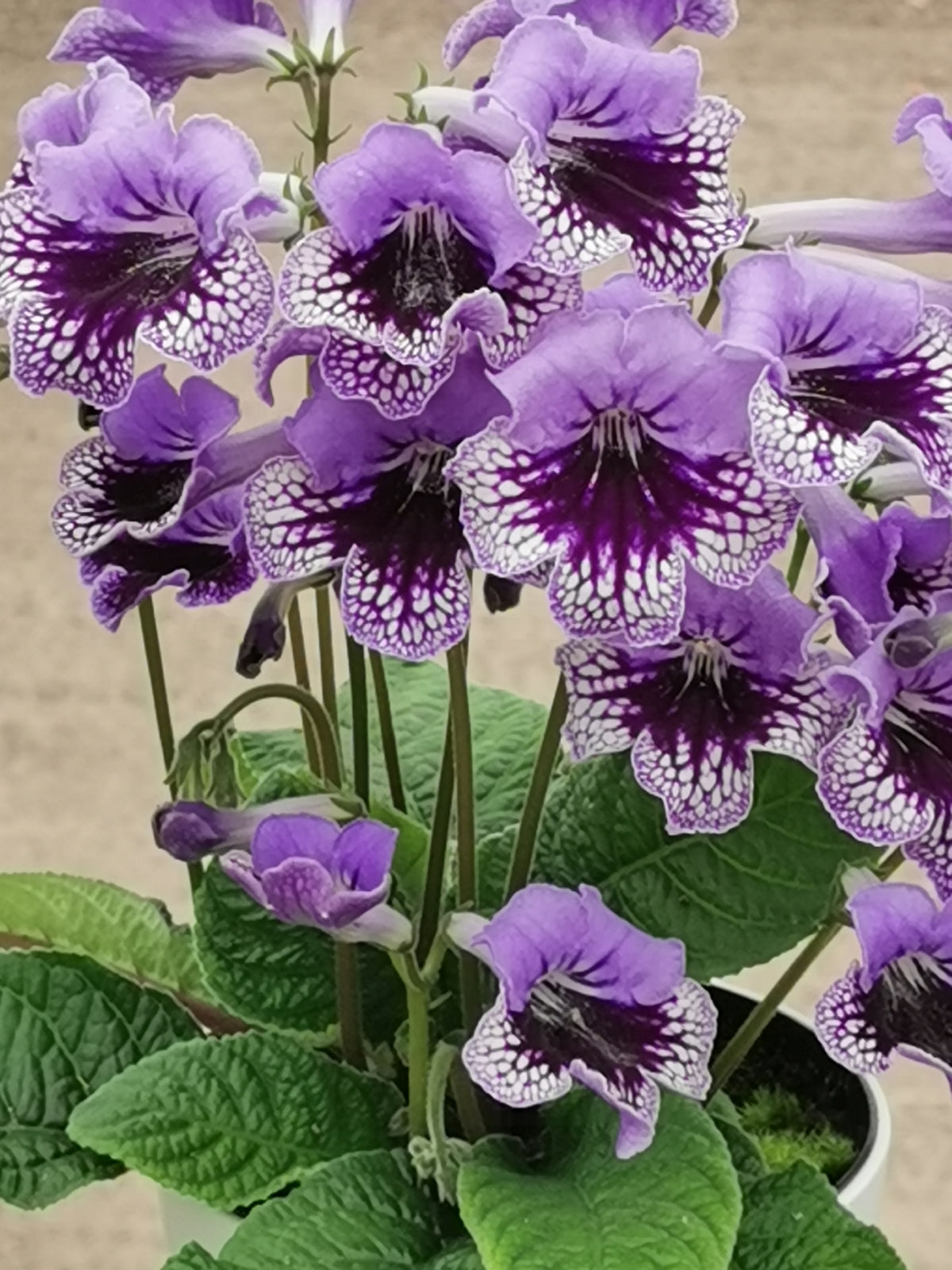 Streptocarpus Sphinx
