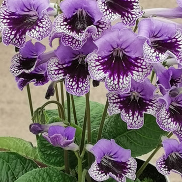 Streptocarpus Sphinx