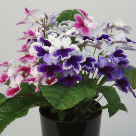 Streptocarpus Three Sisters