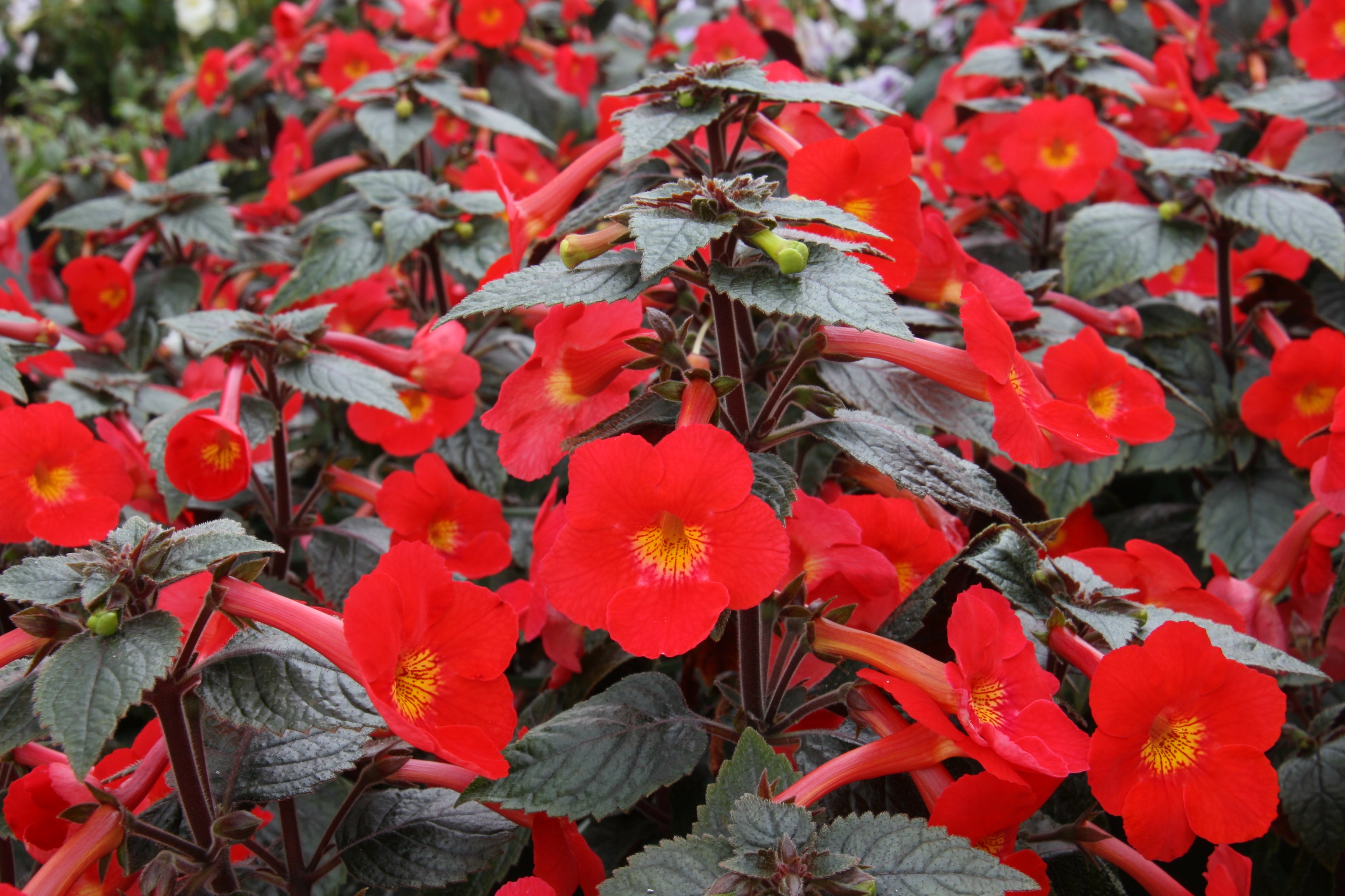 Achimenes, xAchimenantha, Kohleria, Titanotrichum – Dibleys